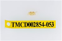 藏品(細足澤蟹)的圖片